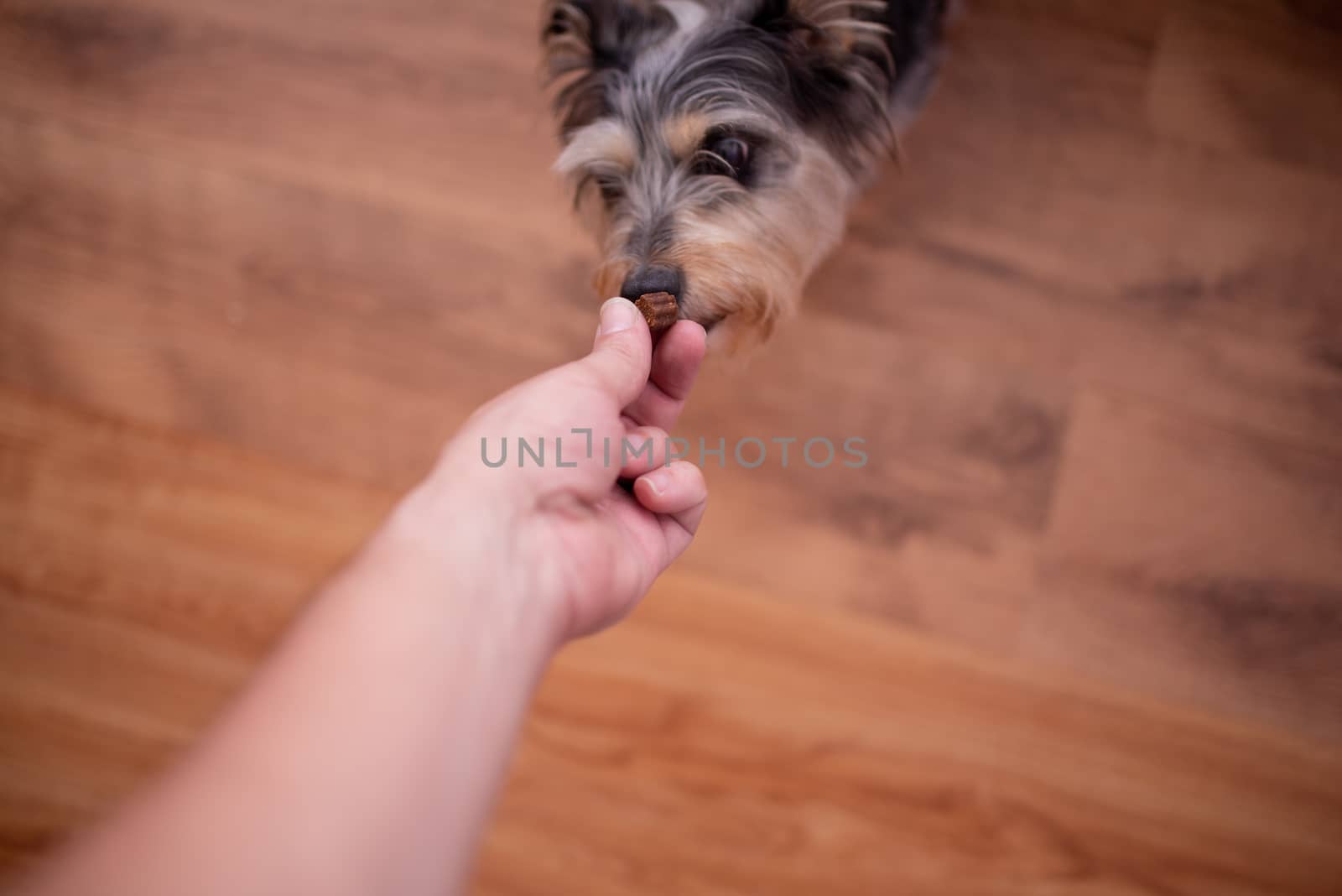 Terrier reaching out for a treat