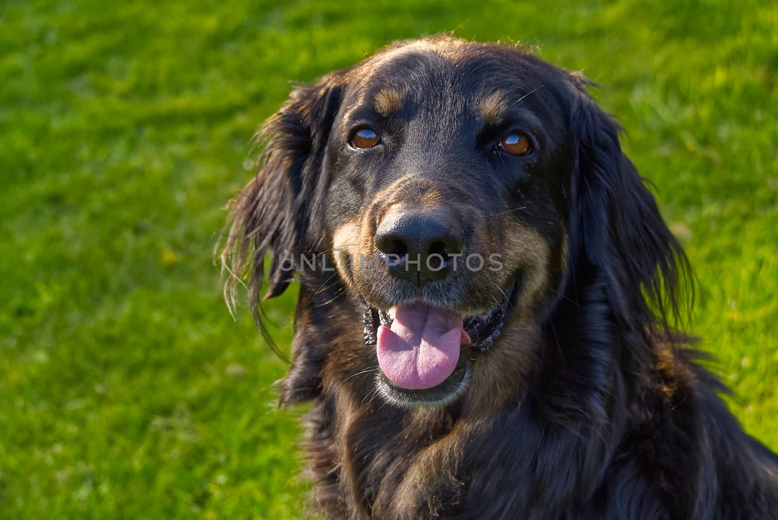 Portrait of a happy black and orange hovawart dog. hovawart female closeup. black dog portrait for calendar, poster, print cover