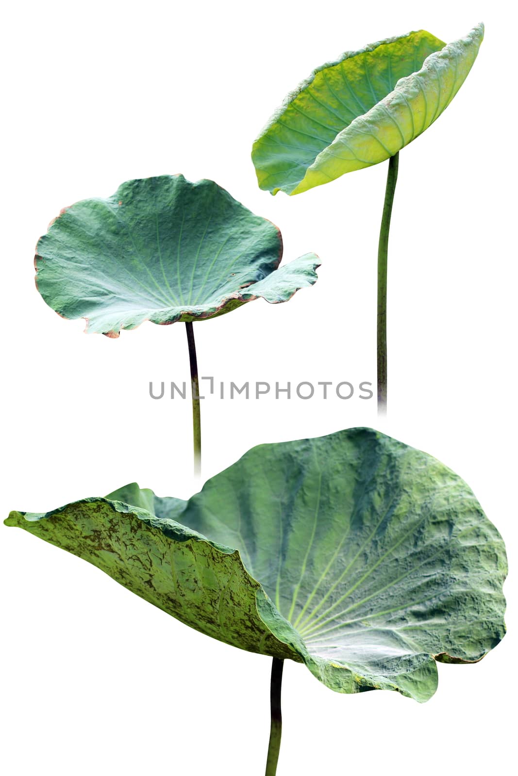 lily pad and lotus bud isolated on white background