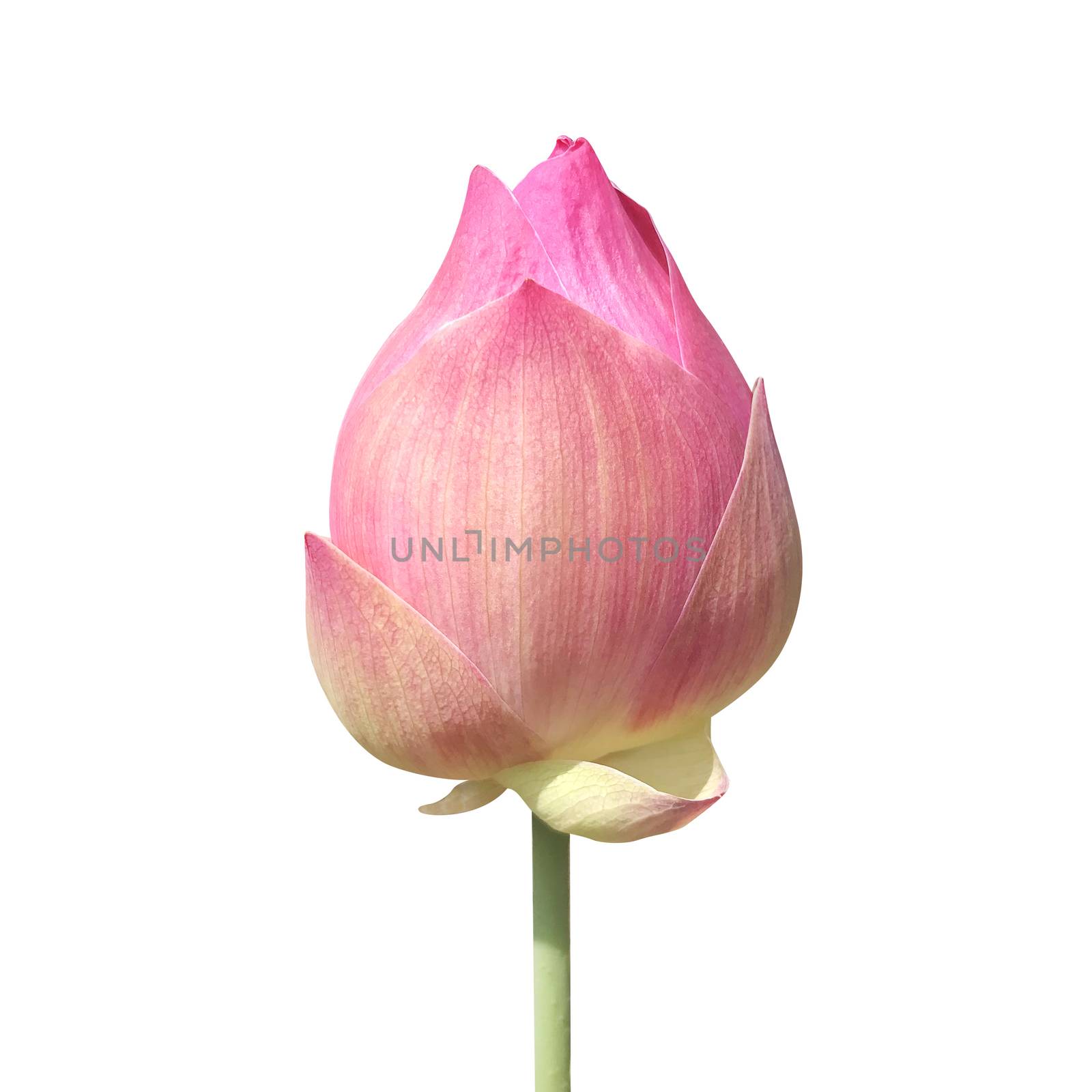 lotus bud isolated on white background, lotus pink close-up photos, lotus bud pink flower, beautiful buds pink nature by cgdeaw