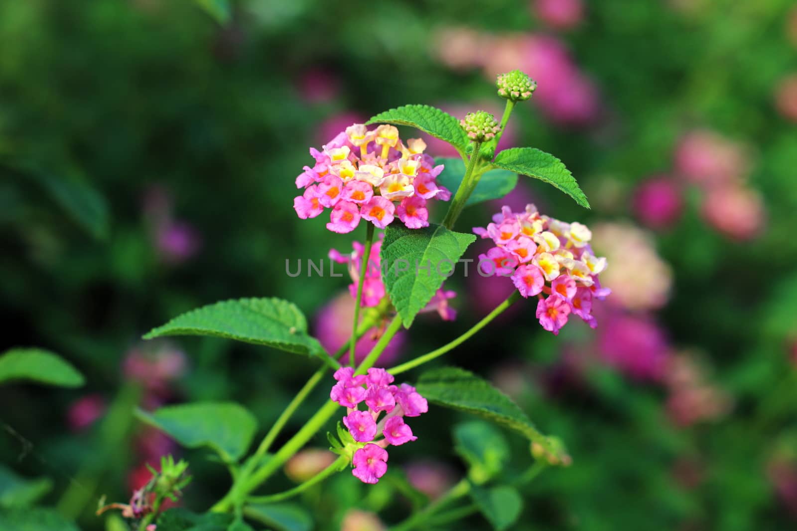 Pink Lantana flowers, Phakakrong (thai word) blossom small spring on green beautiful and fresh background