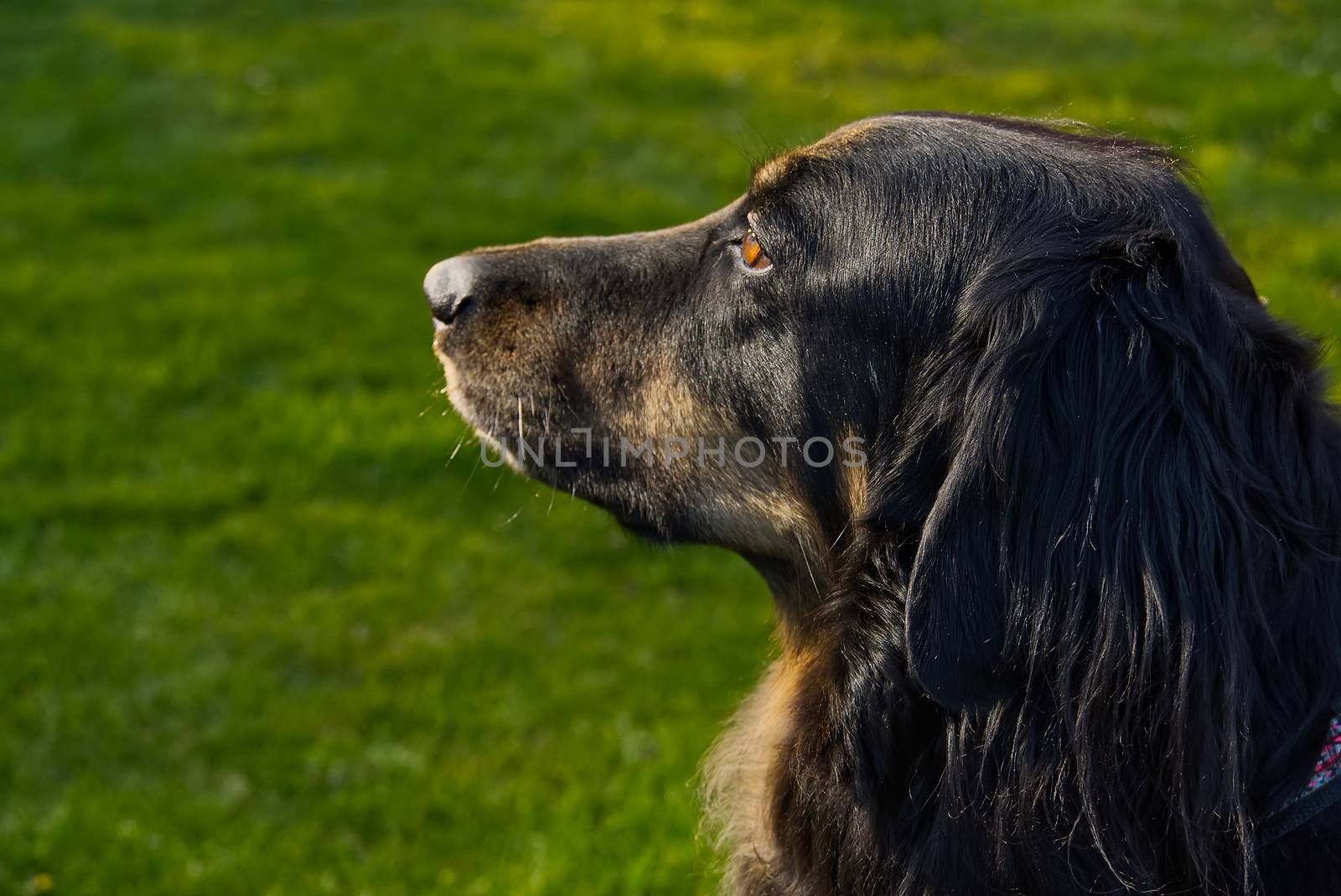 Portrait of a happy black and orange hovawart dog. hovawart female closeup. black dog portrait for calendar, poster, print cover