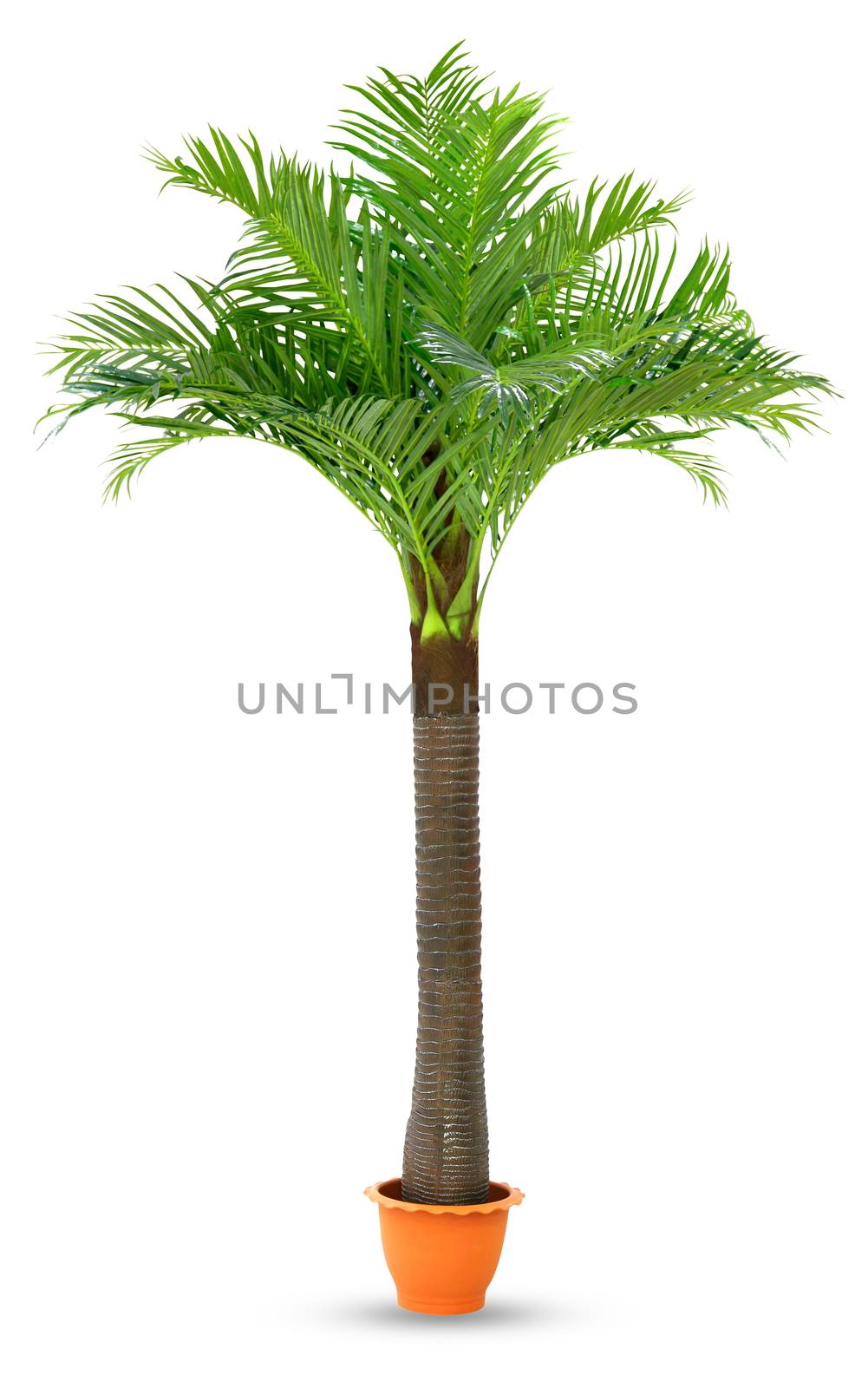 Coconut palm tree in pot plastic isolated white background, Coconut tree for decoration booth exhibitions prop display garden design