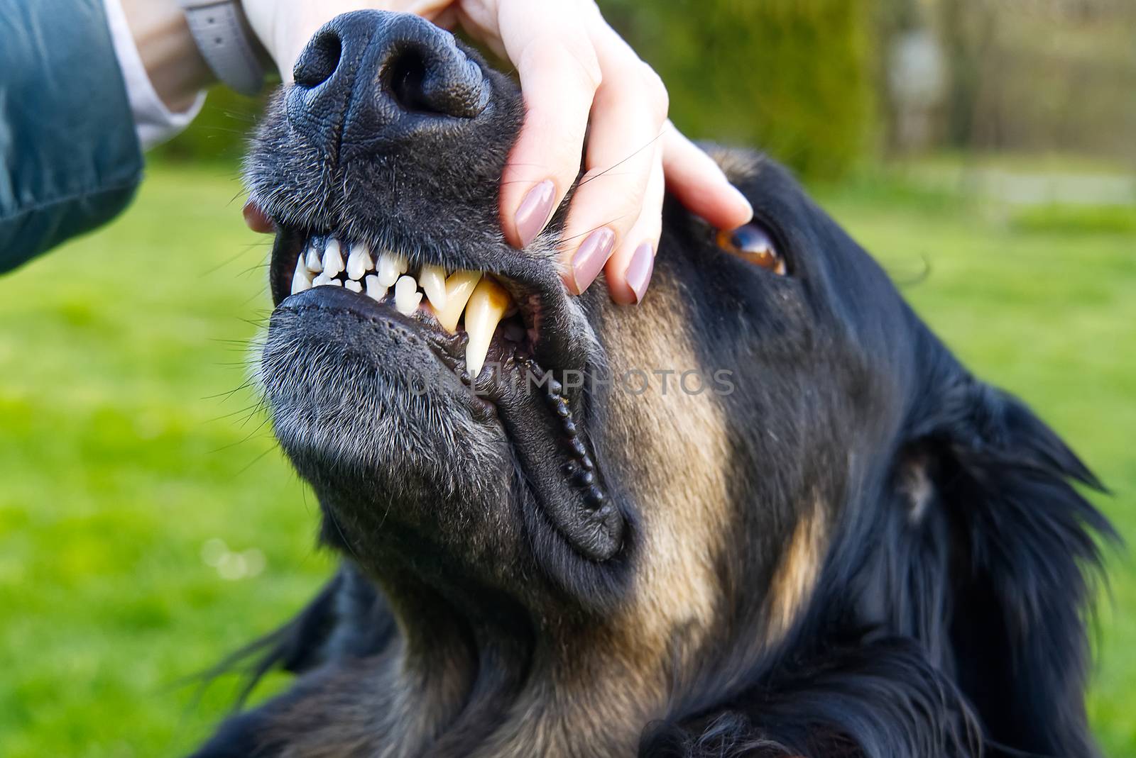 Checking teeth in a dog. portrait of Hovawart female dog black and orange. close-up. dog portrait