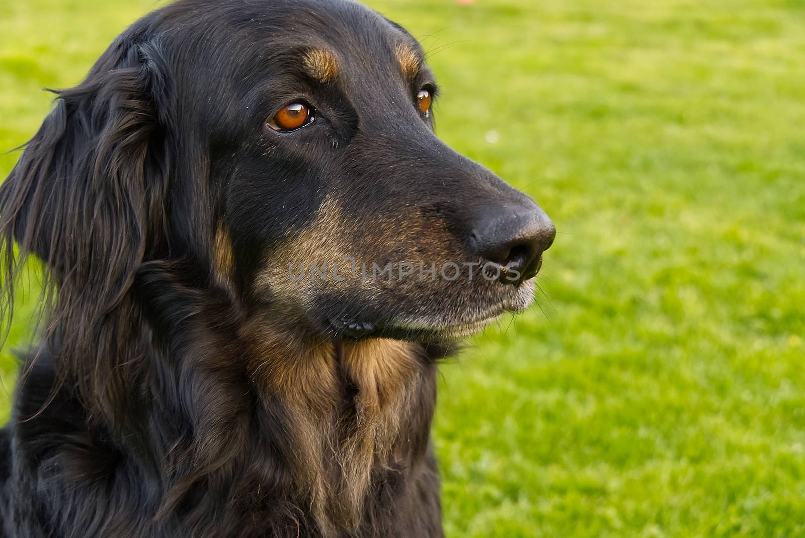 Portrait of a happy black and orange hovawart dog. hovawart female closeup. black dog portrait for calendar, poster, print cover. by PhotoTime