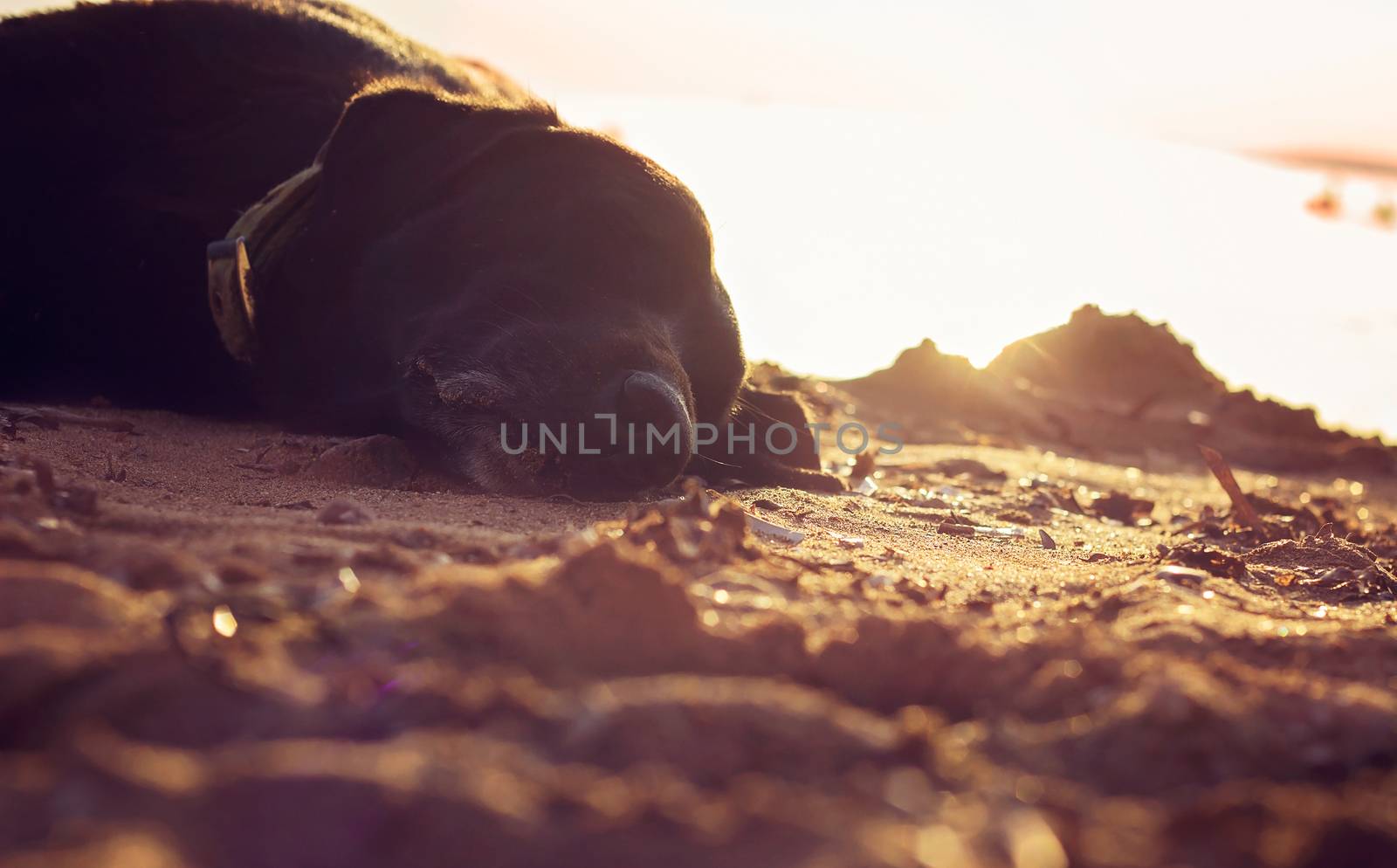 Old black dog sleeping on the beach 