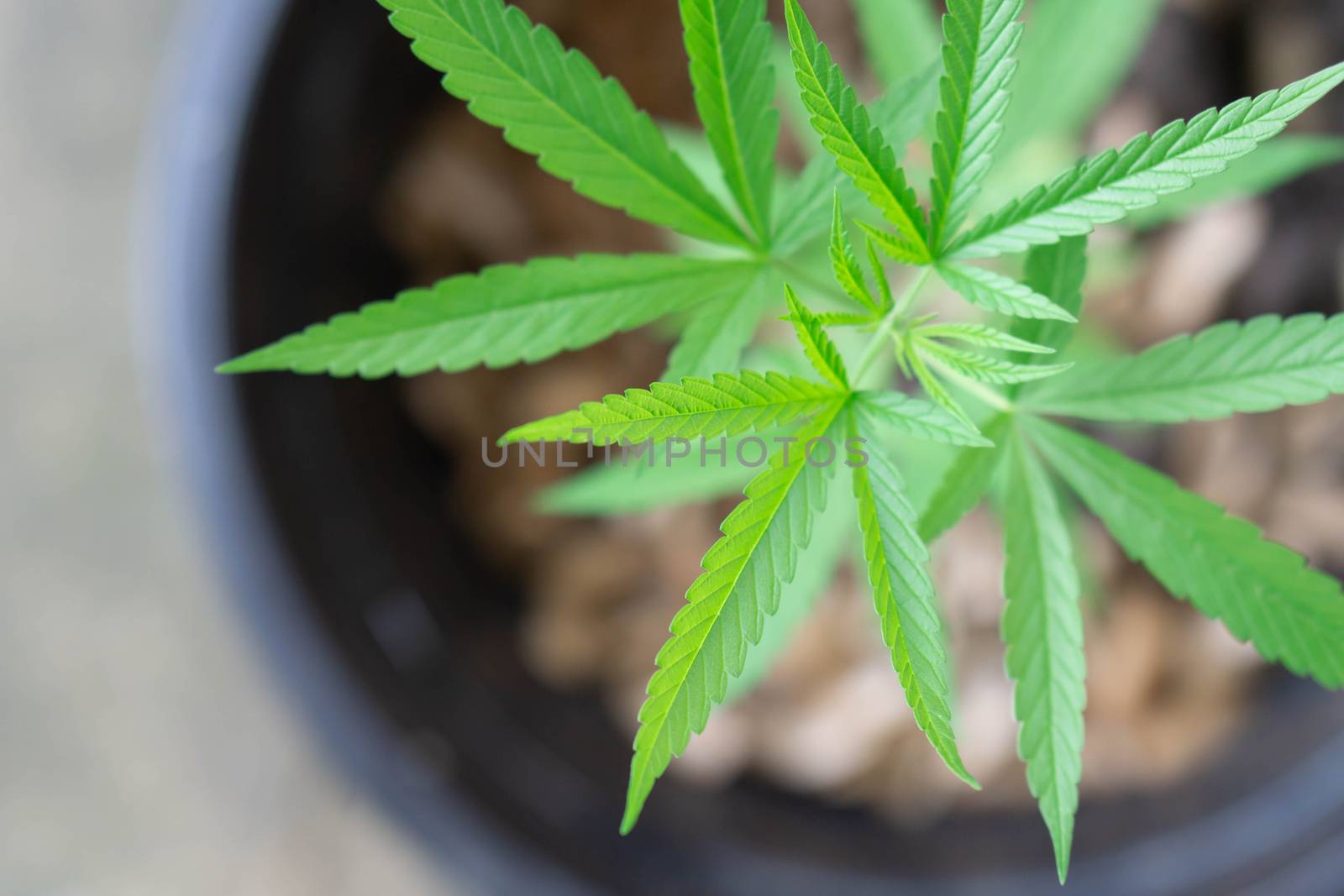 Closeup young cannabis or marijuana leaves plant in pot, health  by pt.pongsak@gmail.com