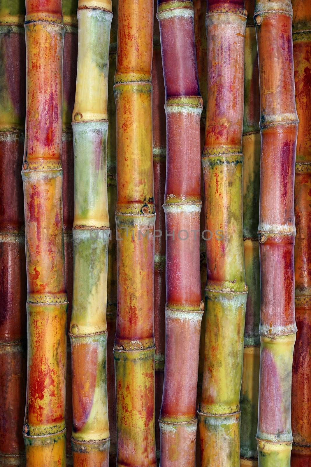 Sugarcane fresh, Cane background top view, Sugarcane fresh background, Sugarcane agriculture by cgdeaw