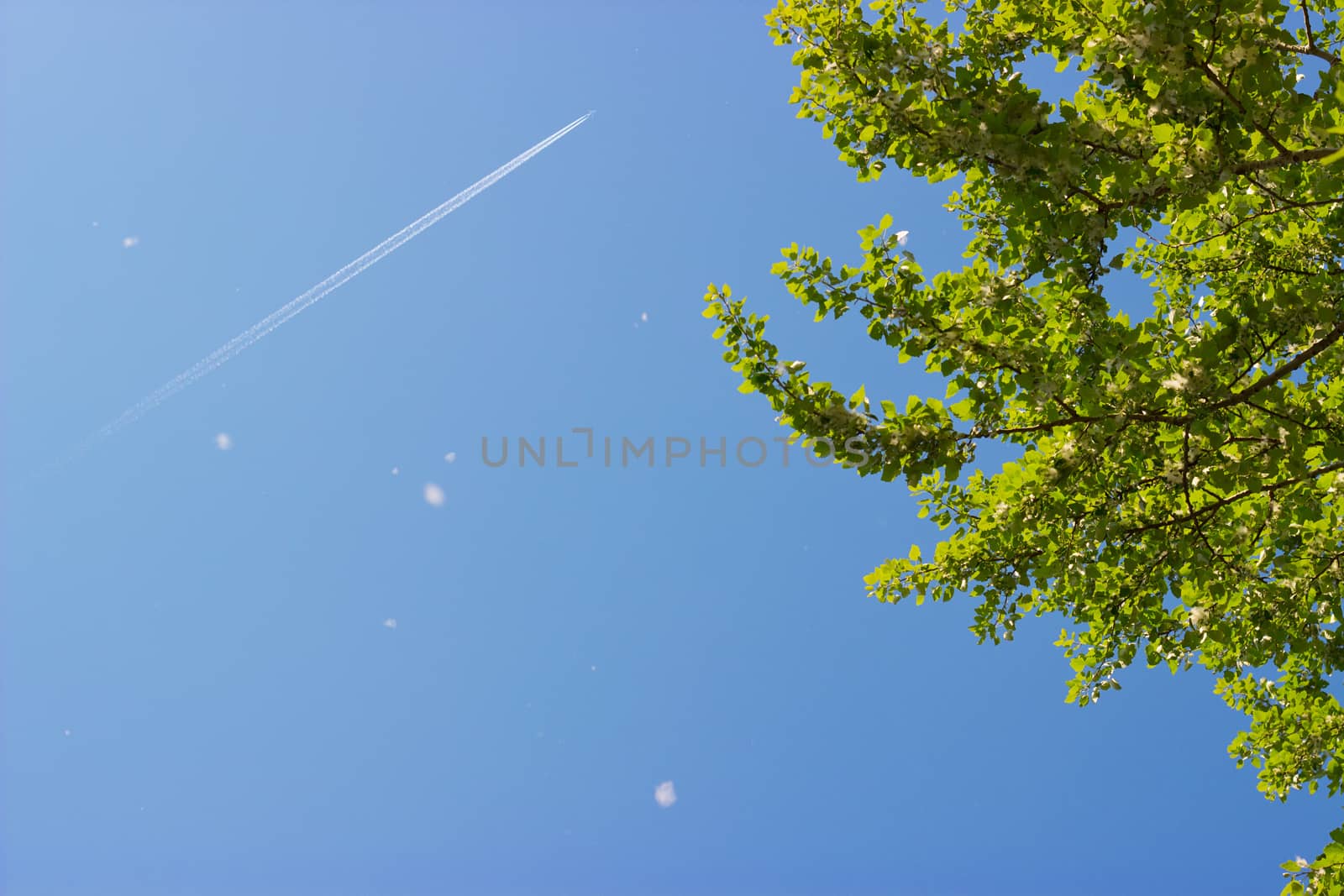 Treetop, canopy of a tree against beautiful clear blue sky; airplane and trail visible on sky