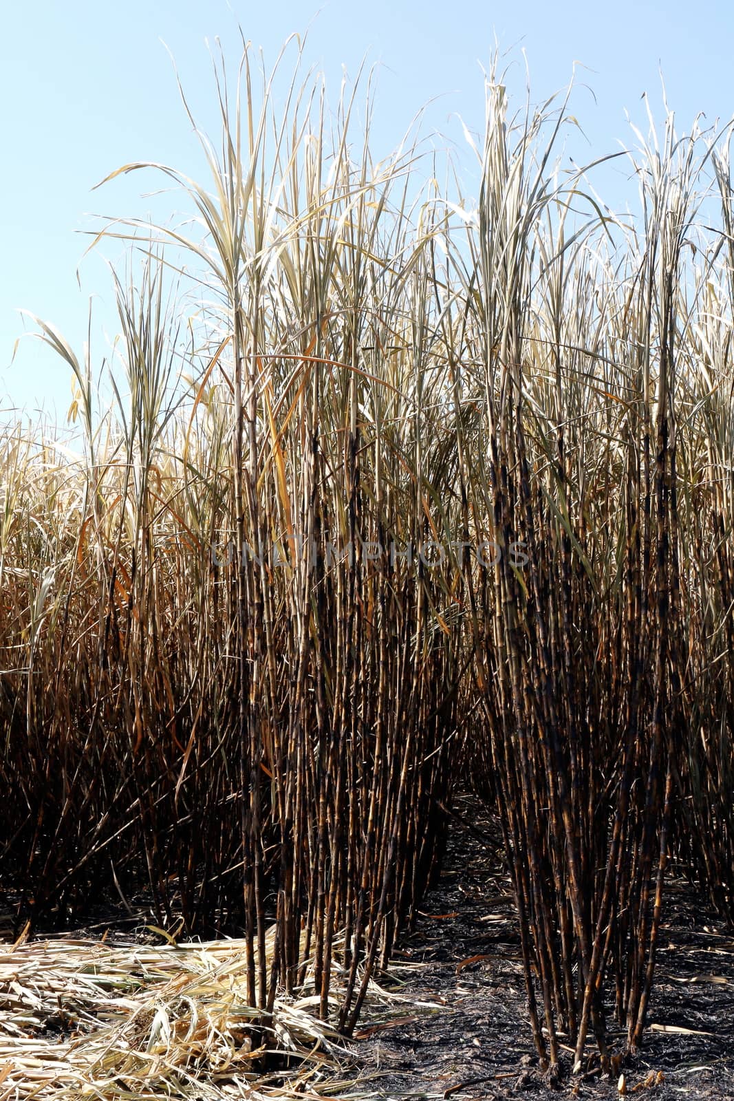 Sugarcane plantation burn, sugarcane, sugarcane field is burned for harvesting, Background picture of sugar cane farmers farm