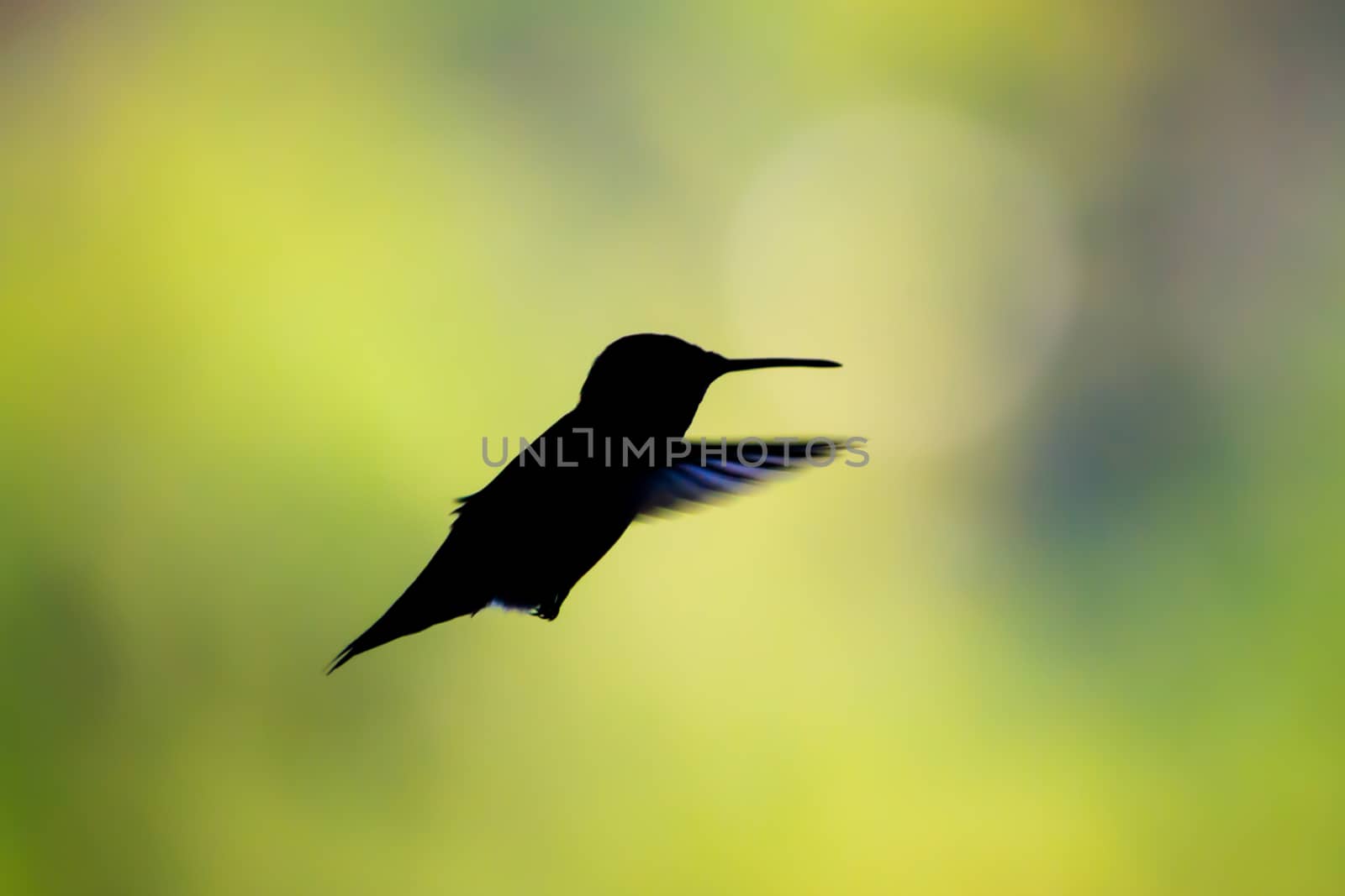 Hummingbird in flight and silhouette on a green background. copy space provided.