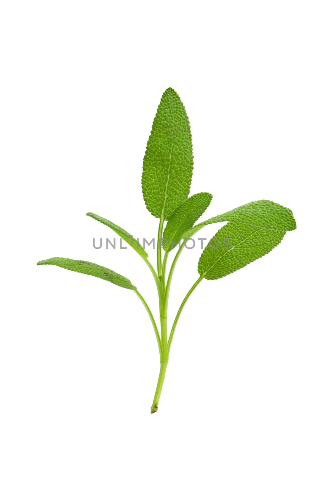 Sage plant isolated on a white background by kaiskynet