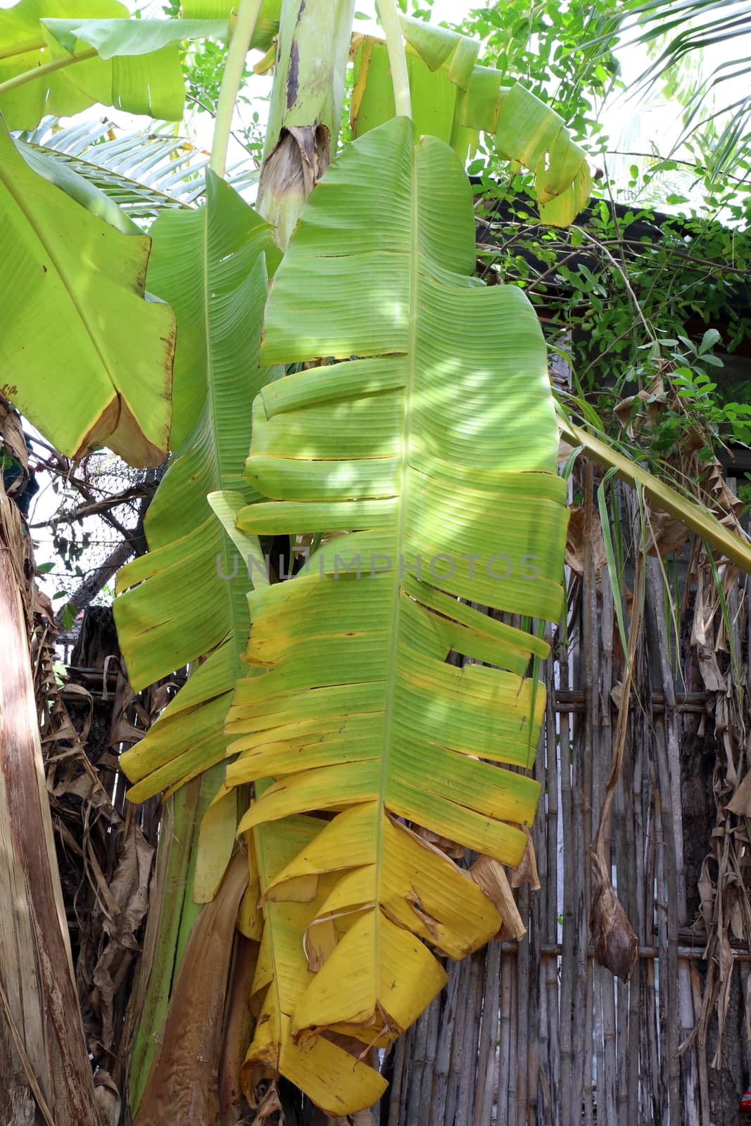banana leaves on tree banana, dry banana leaves by cgdeaw