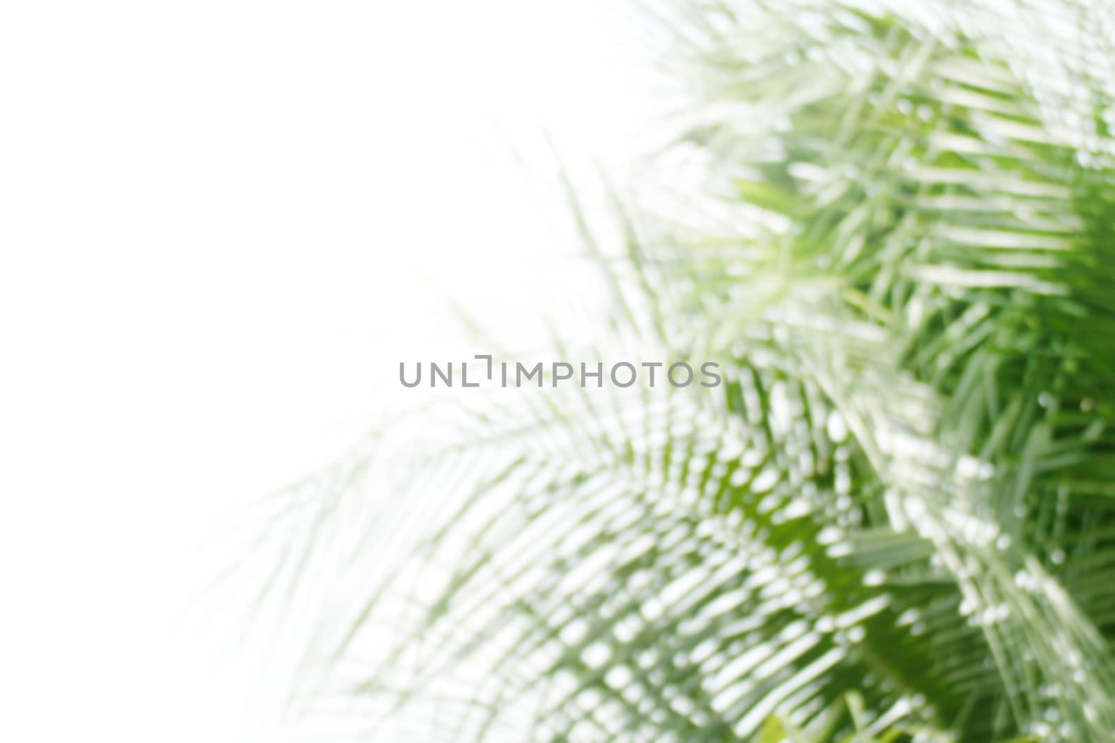 blurred coconut green trees soft light on white background, abstract coconut trees green blur soft