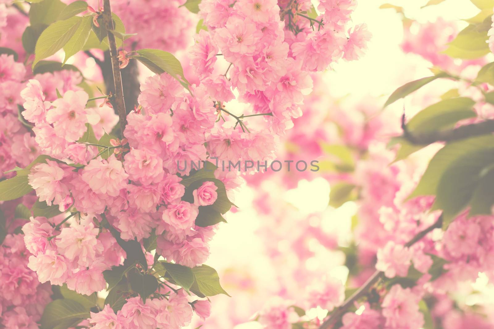 Cherry pink blossoms close up; blooming pink cherry tree with su by Mima_Key