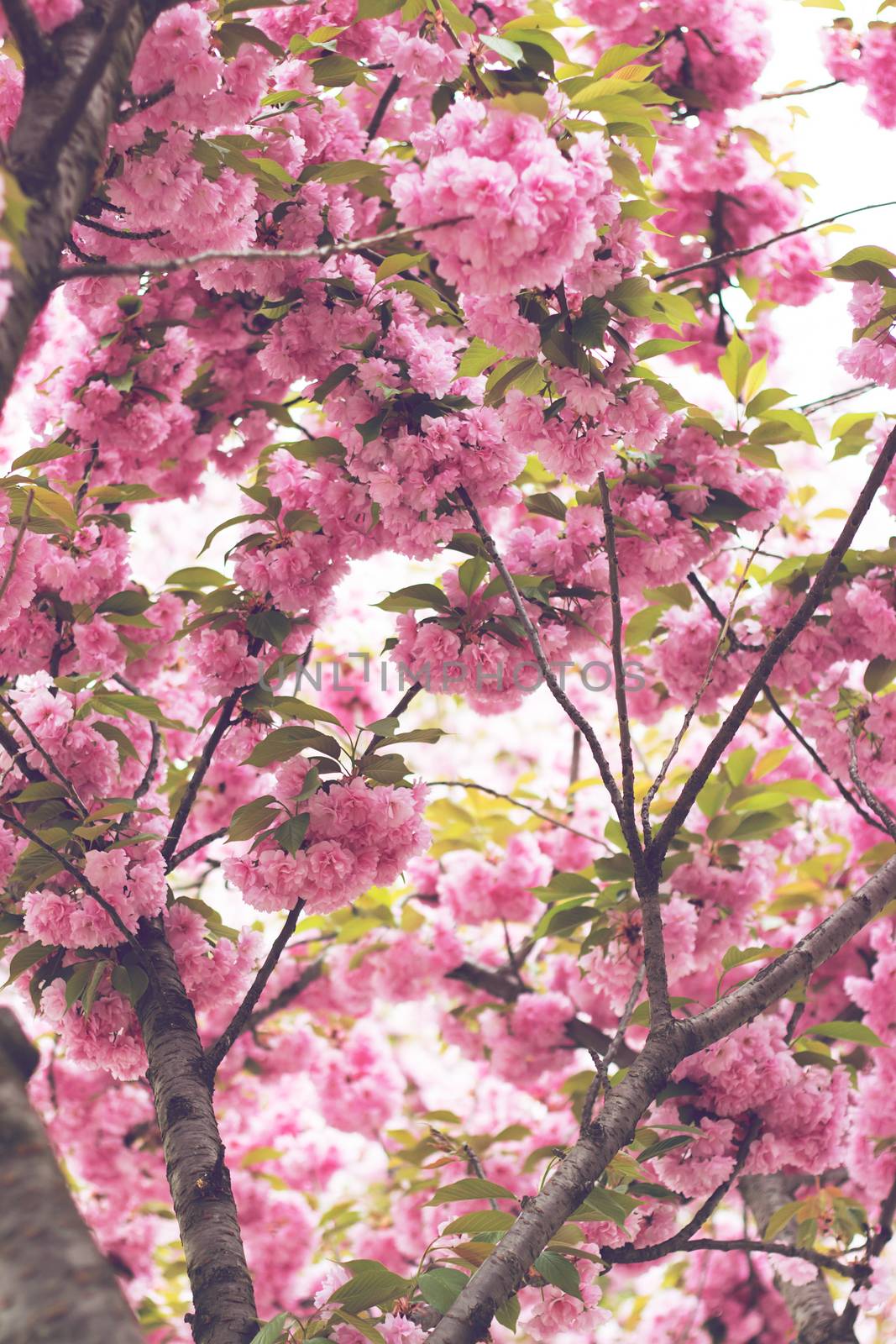 Cherry pink blossoms close up; blooming pink cherry tree with sunshine coming through branches; Spring floral background