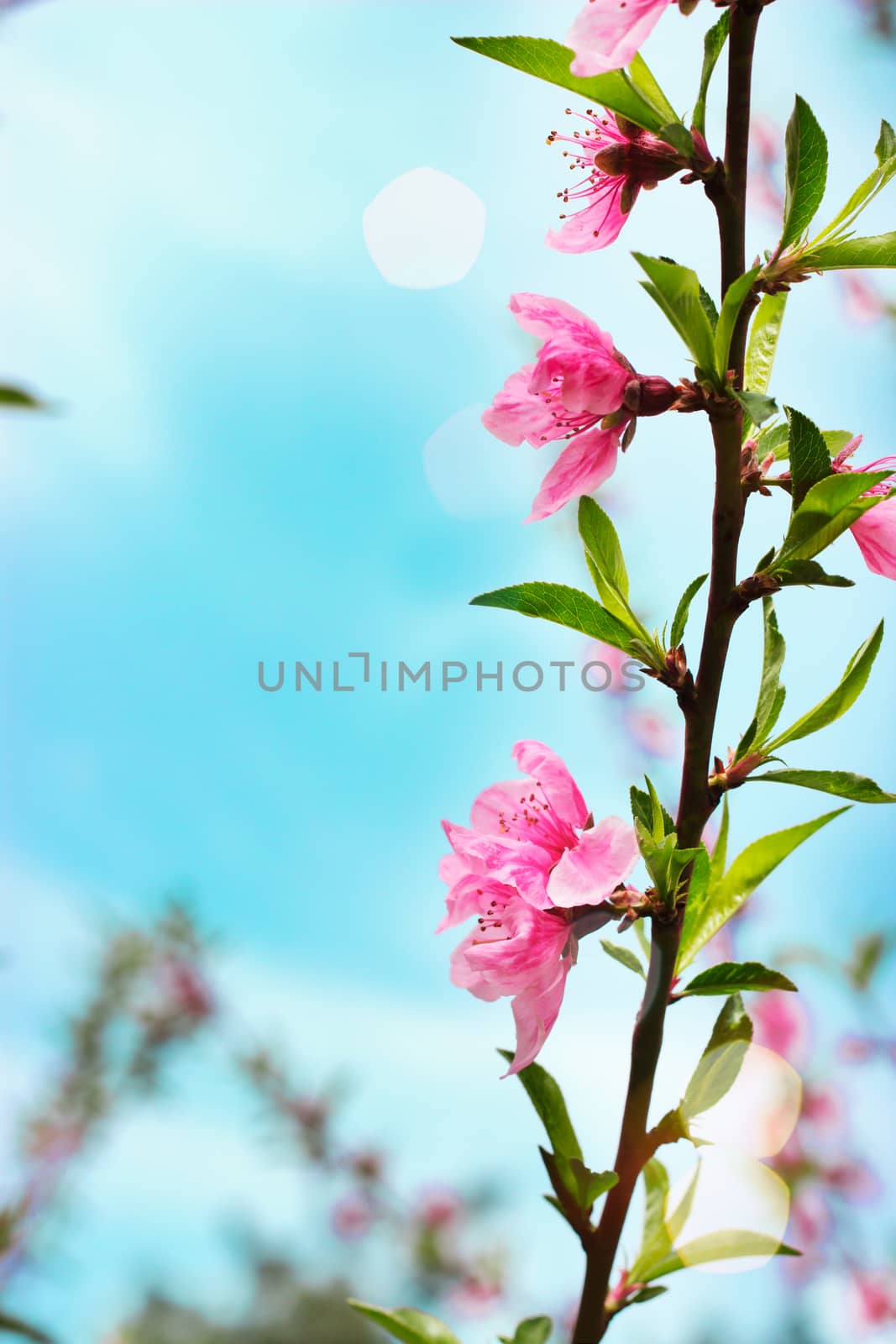 Beautiful fresh pink flowers and green leaves against blue sky as background