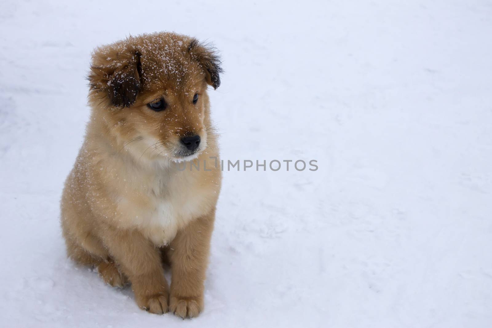 Sad and lonely puppy sitting on the cold snow