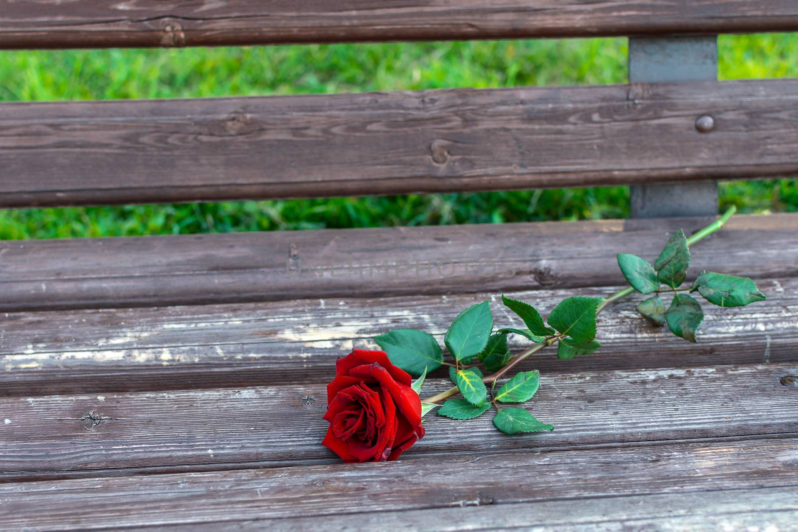 A red rose left to die on a bench as a symbol of separation and a bad date
