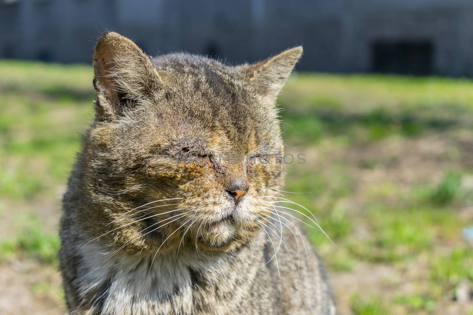 A beaten old street cat without an eye, a blind man sits on the street