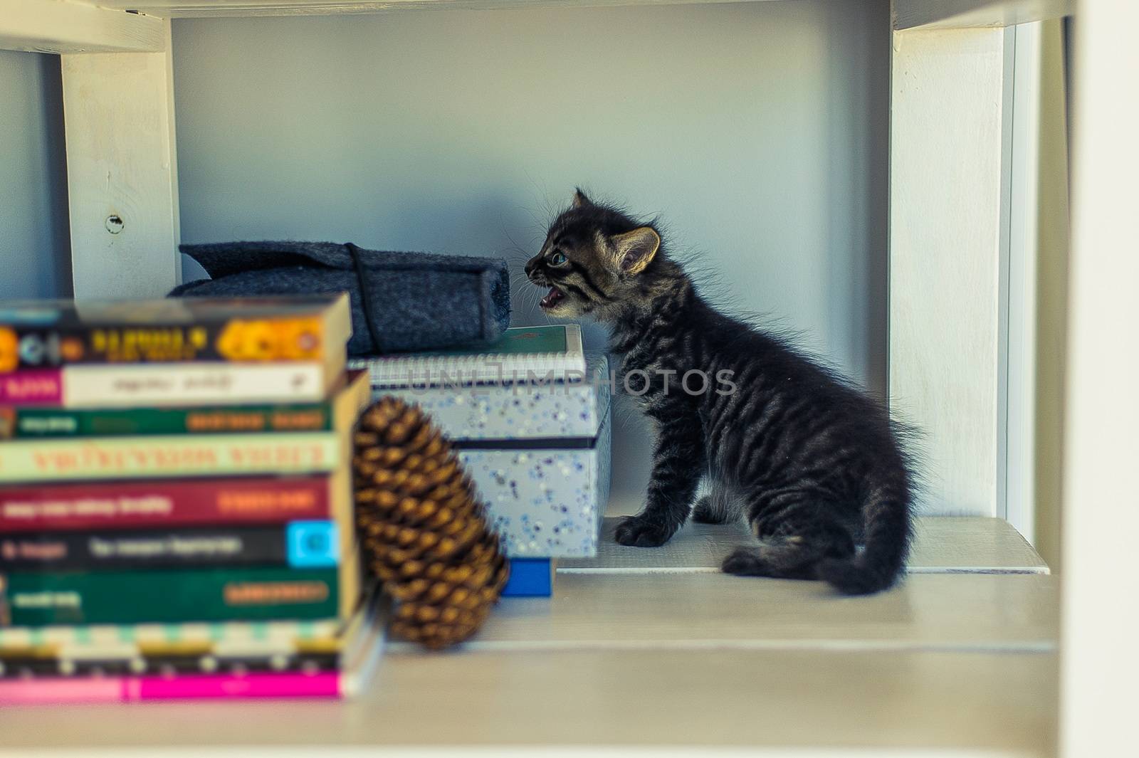 gray striped kitten on white shelves with books and a fir cone
