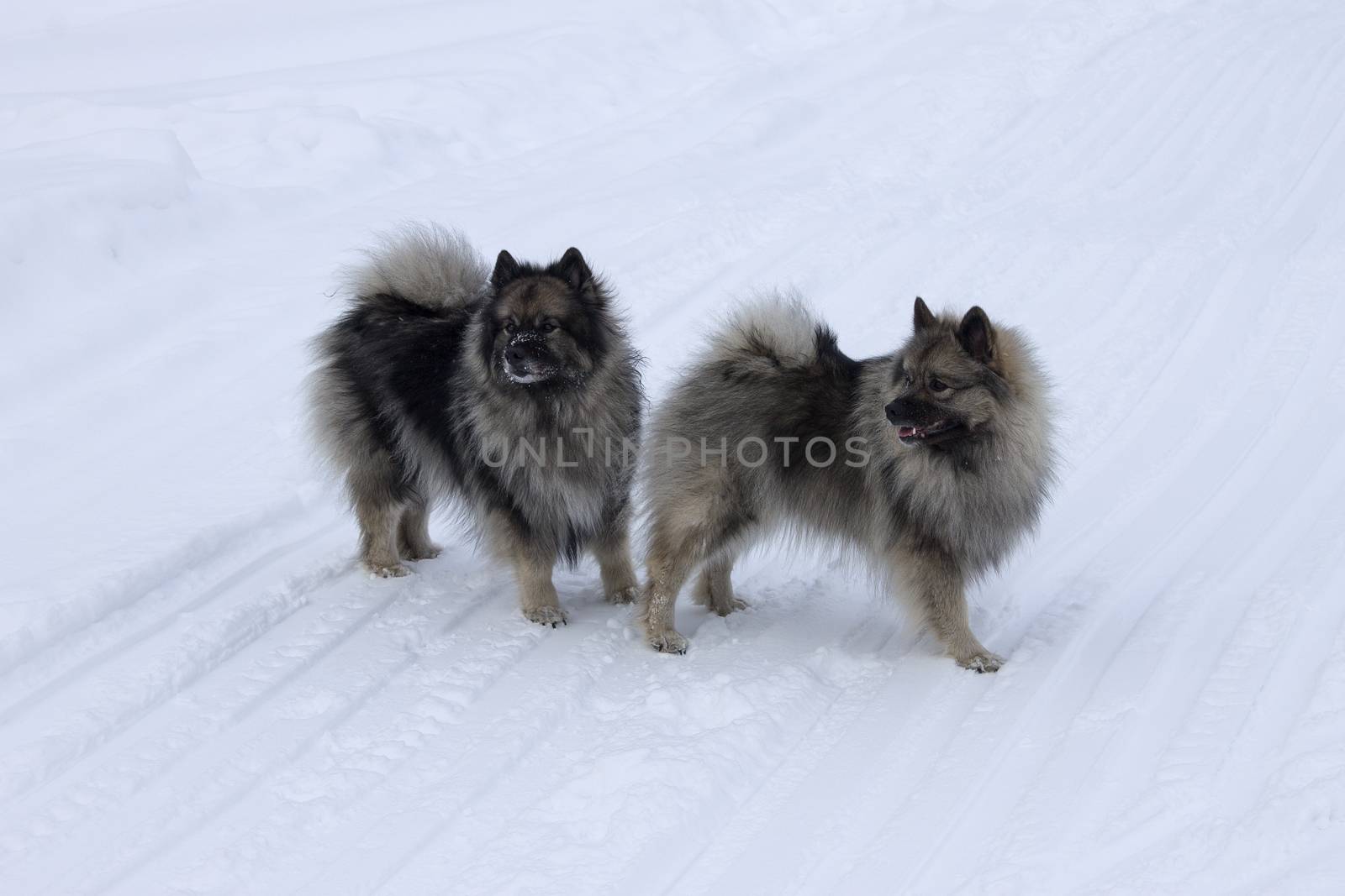 Dog of the breed Keeshond, Wolfspitz winter in the snow play