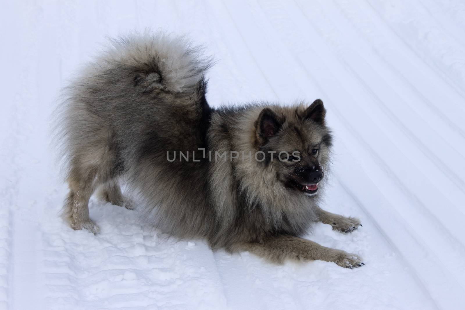 Dogs of the breed Keeshond, Wolfspitz in winter on the snow walk together