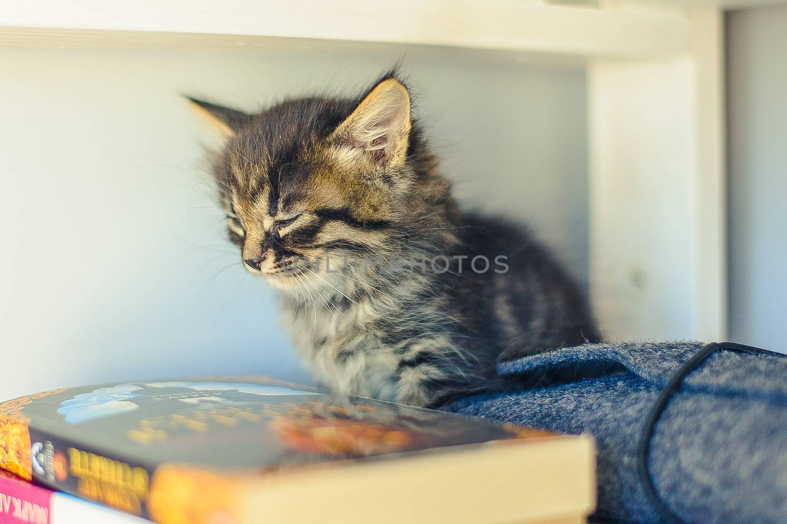 gray striped kitten sits on a bookshelf