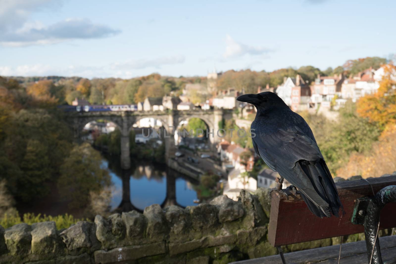 A black crow overlooking the view of Knaresborough viaduct
