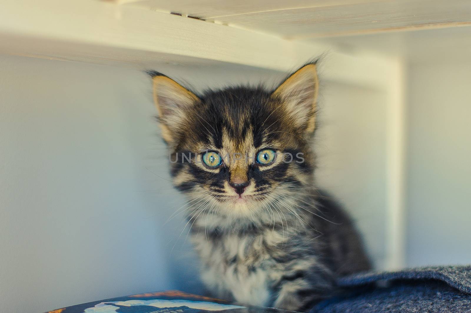 gray kitten with stripes and big eyes sits on a white shelf