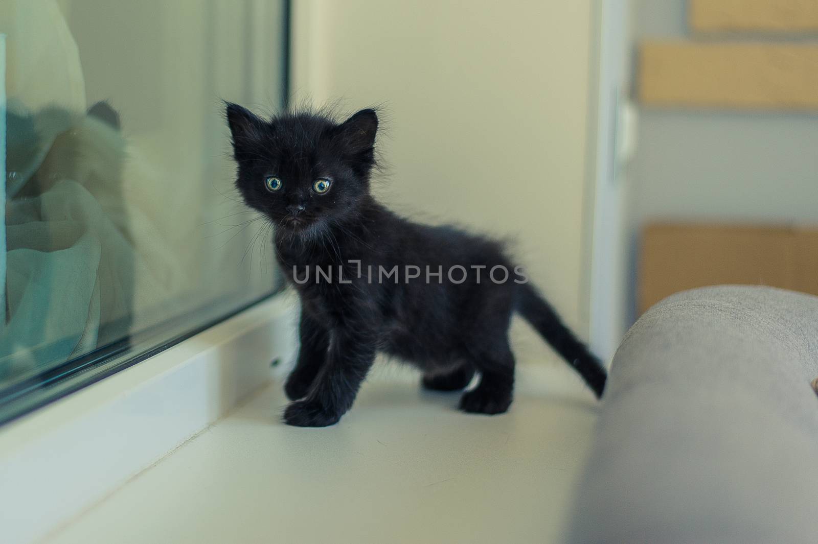 black kitten stands on a white windowsill near the window