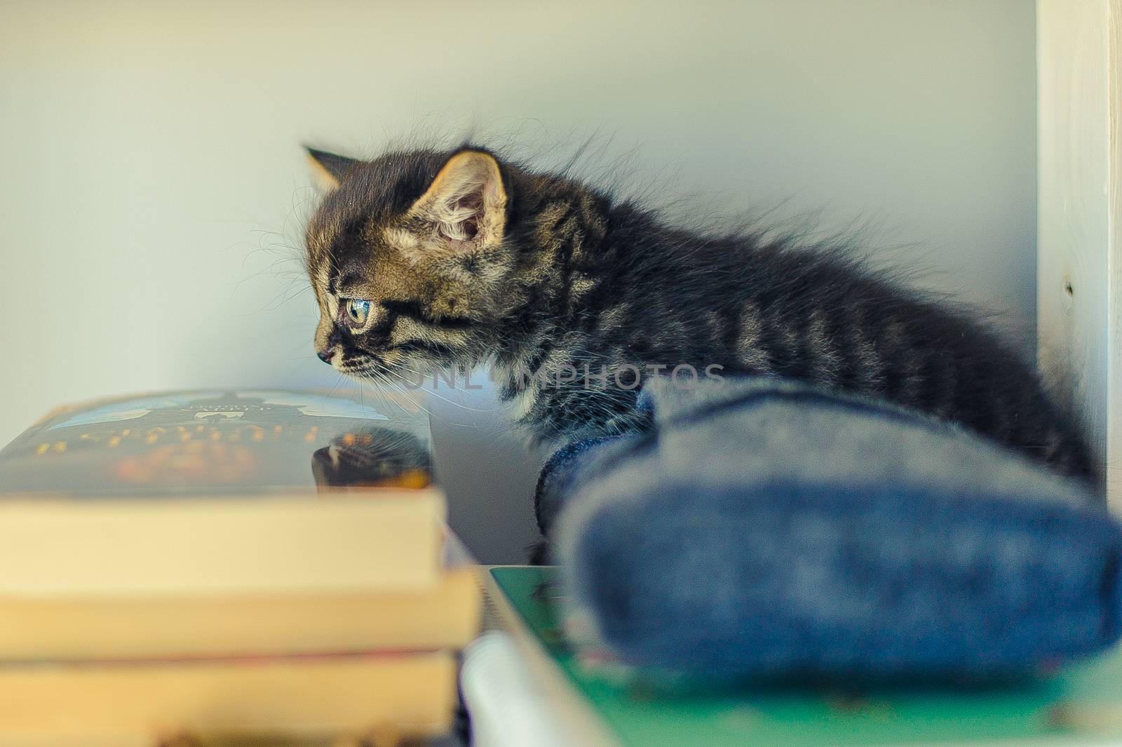 gray striped kitten sits on book shelves