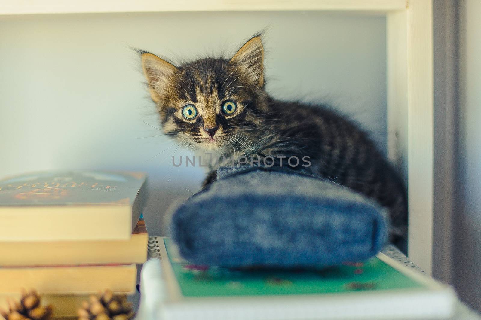gray striped kitten sits on white book shelves