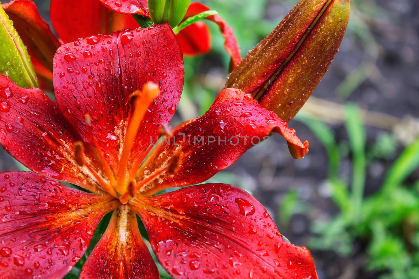 Drops of water after a rain on petals of a flower of a red violet lily