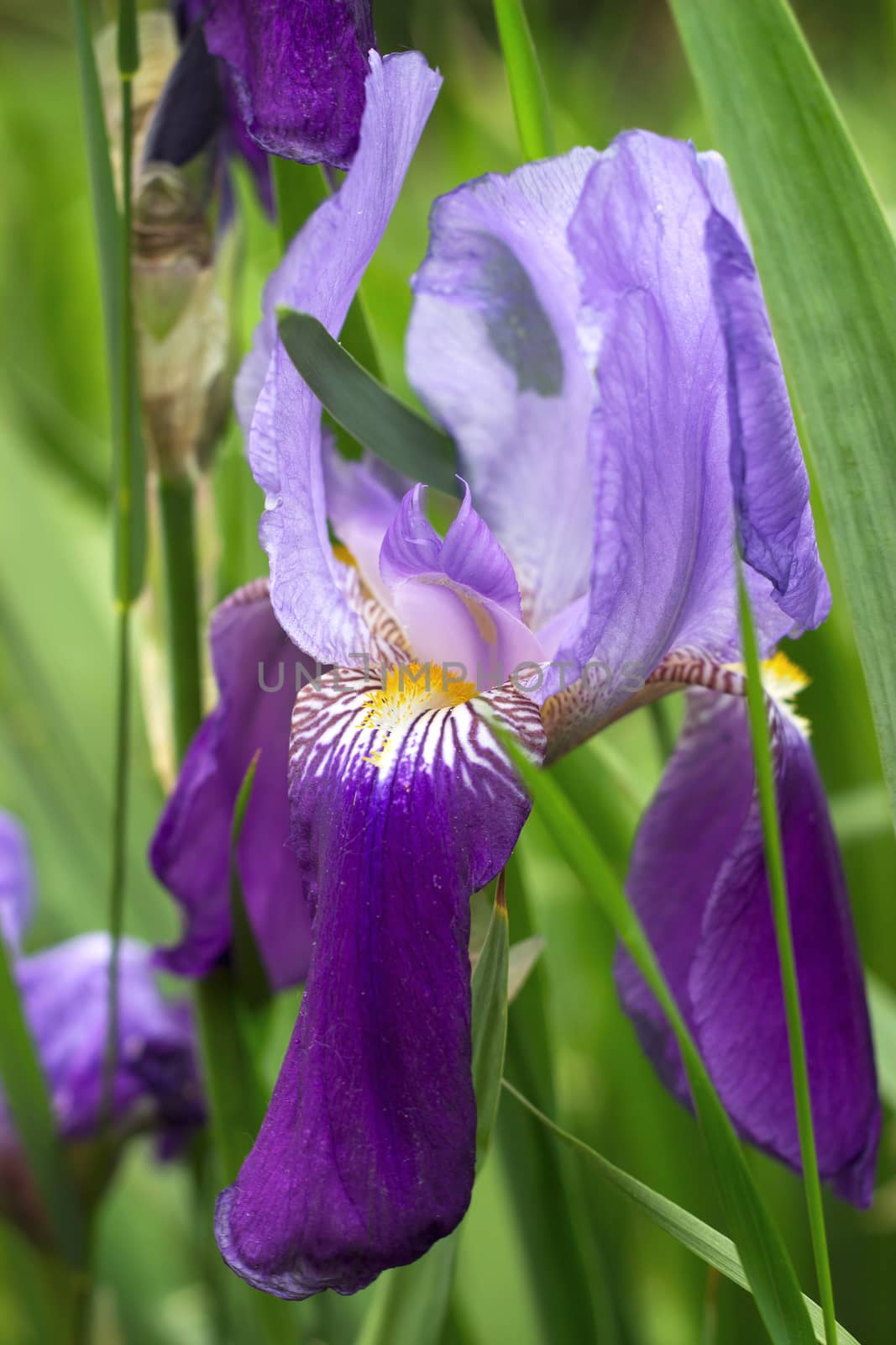 Violet iris flower