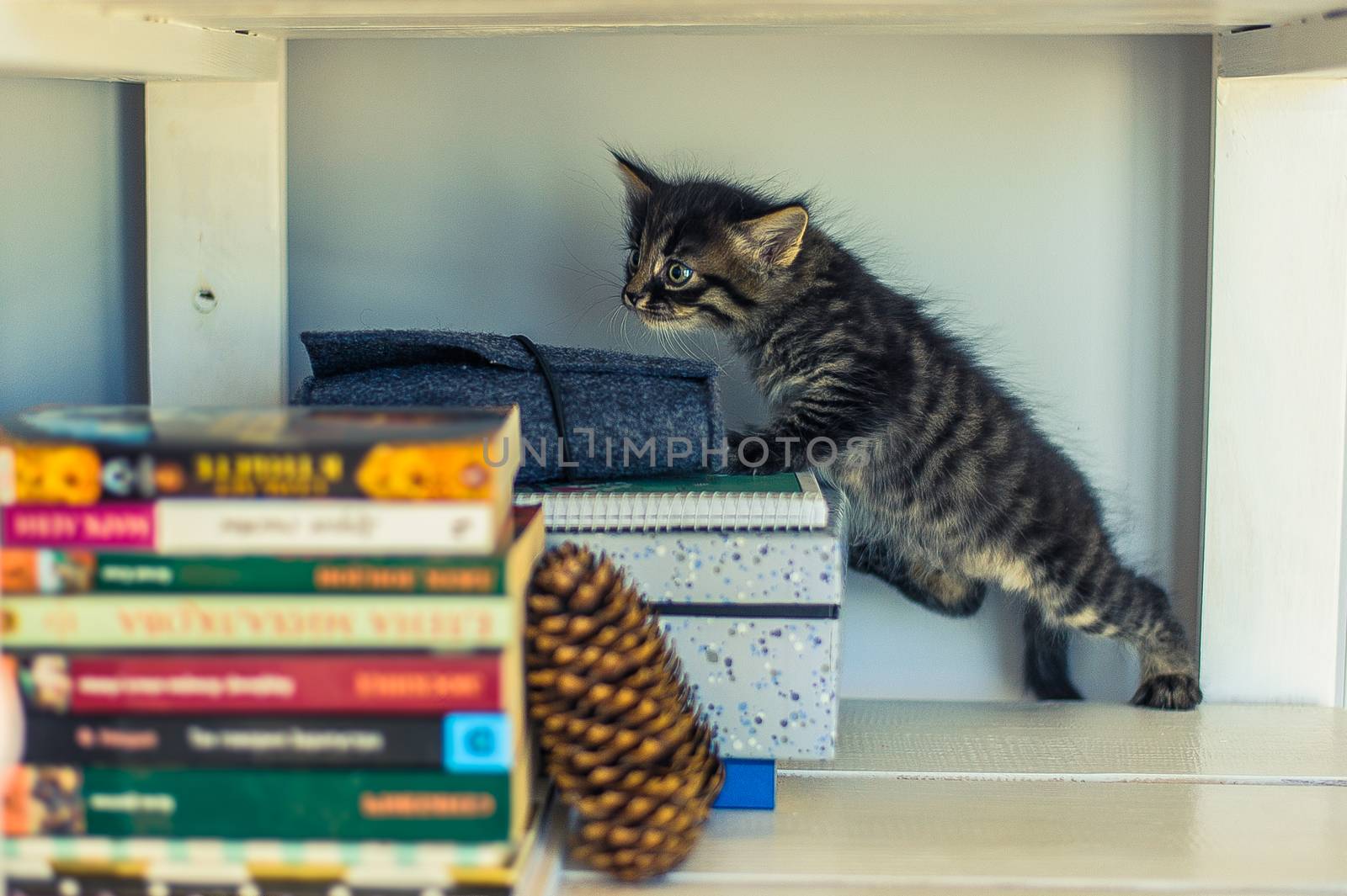 gray striped kitten sniffing books on a shelf with a fir cone