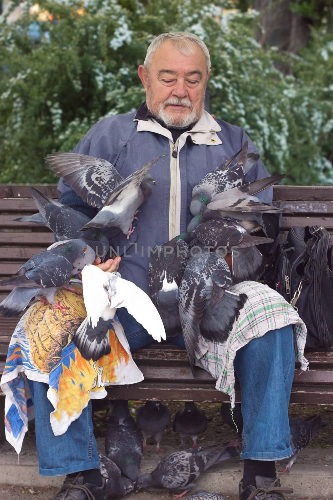 Old man sitting on the bench feeding pigeons