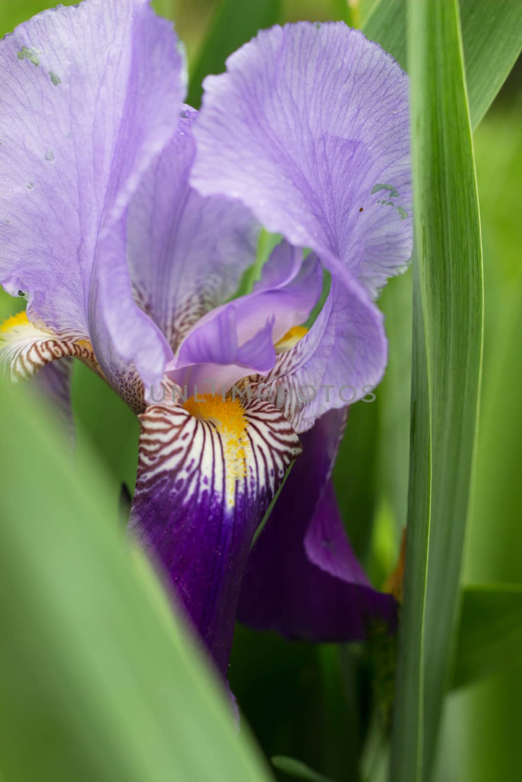 Violet iris flower