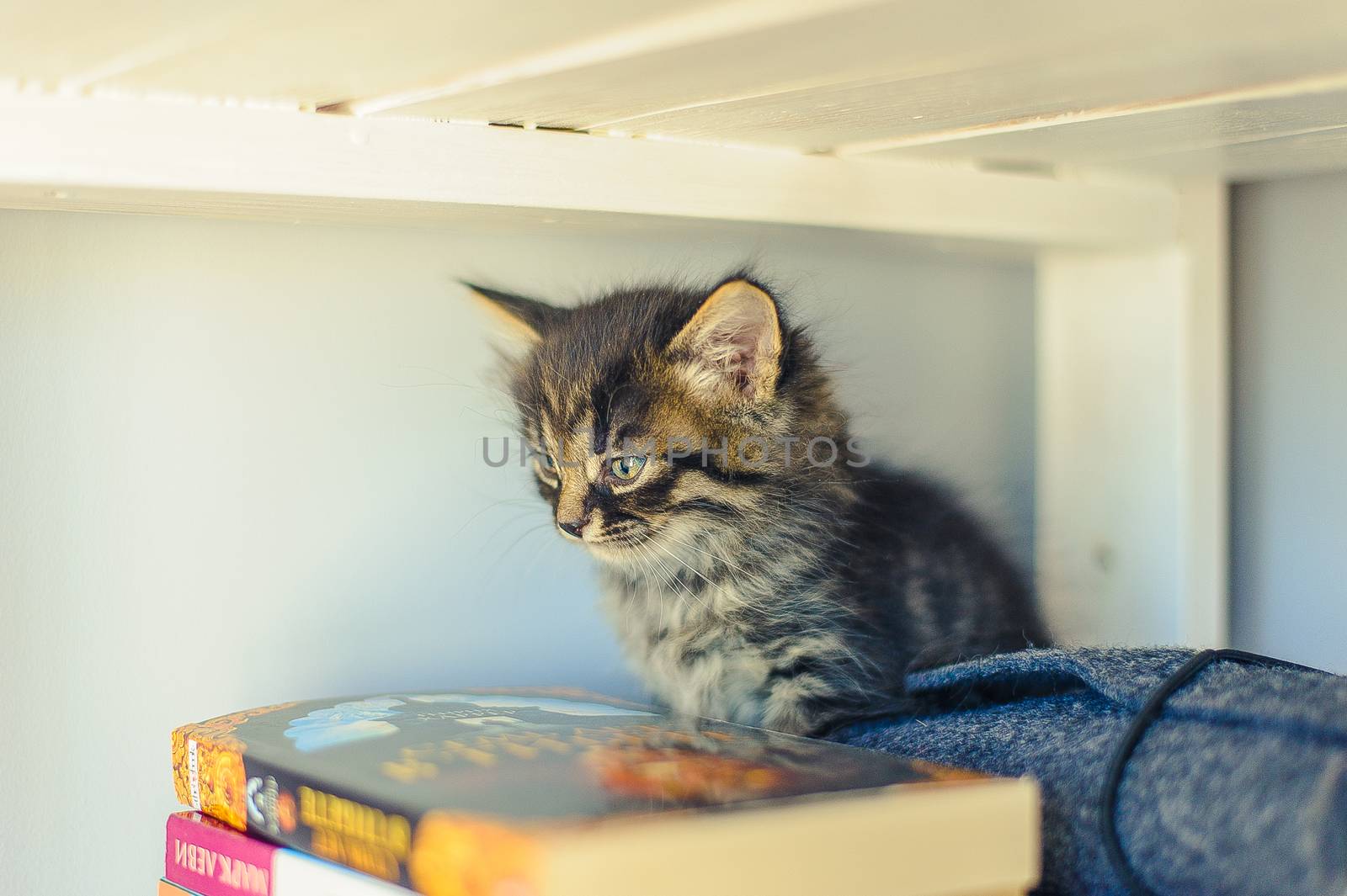 gray kitten with stripes sits on a bookshelf