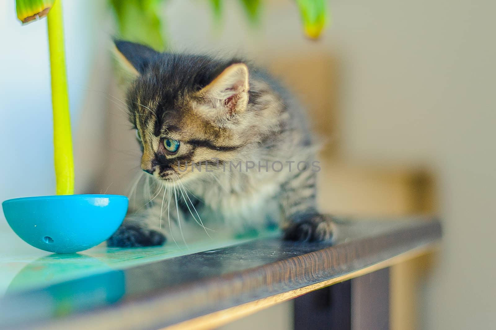 striped kitten sits on a table near a wobbly toy