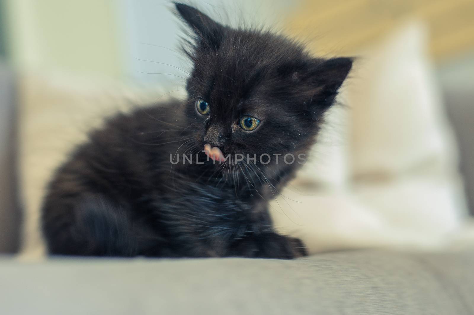 black kitten sits on a sofa and licks its lips by chernobrovin
