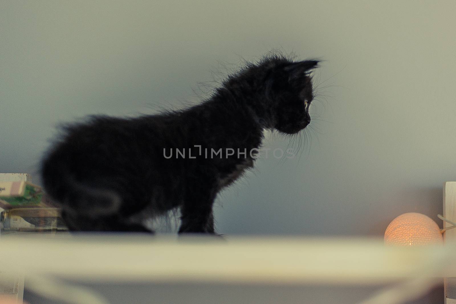 a black kitten stands on white shelves and looks away