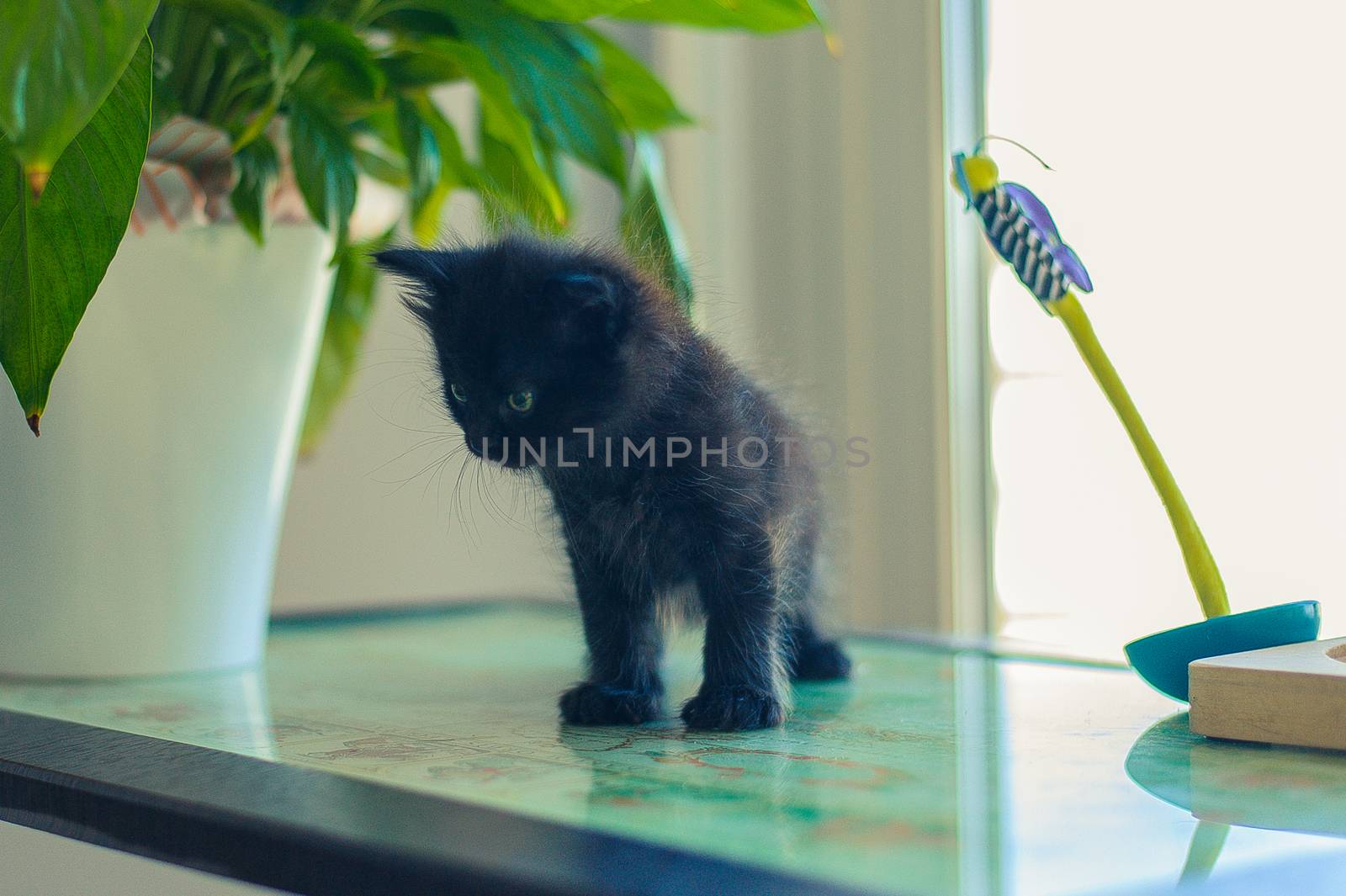 black kitten sits on a glass table near a flowerpot with a flower and toys by chernobrovin
