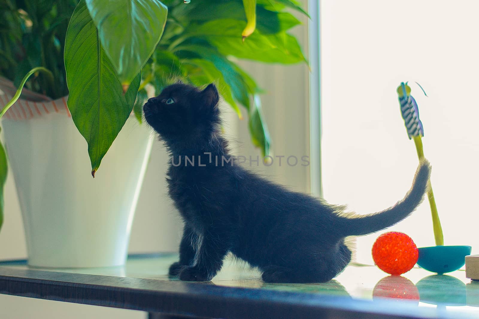 black kitten sniffs a flower in a pot, sitting on a table near toys by chernobrovin
