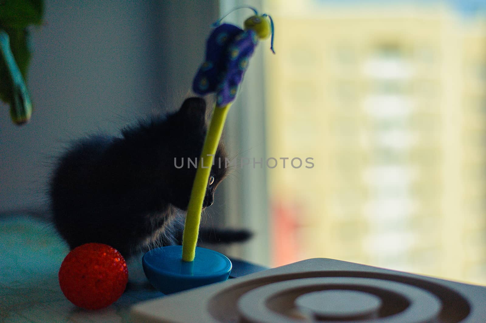 black kitten is played with a roly-poly toy and a red ball on the table near the window