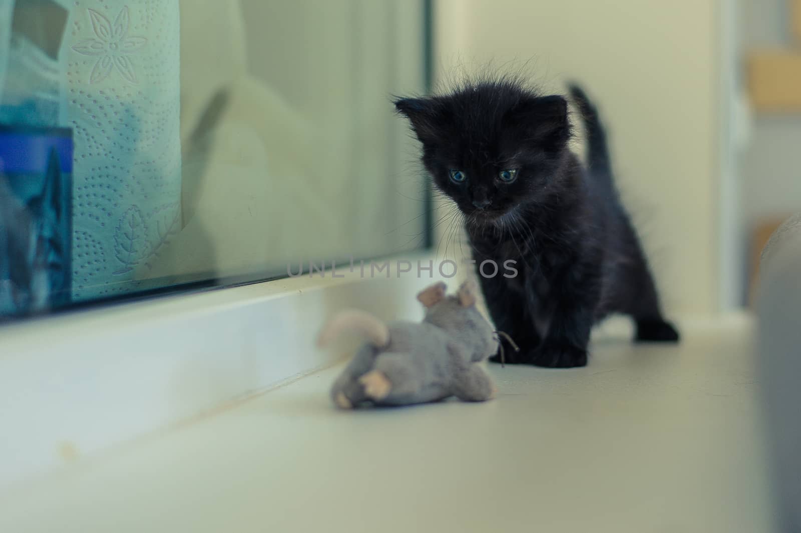 black kitten is played on the windowsill with a toy gray mouse