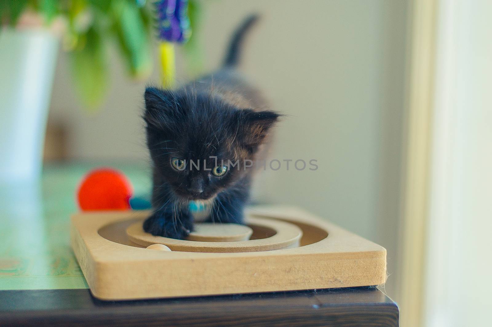 funny little black kitten is played with a wooden toy by chernobrovin