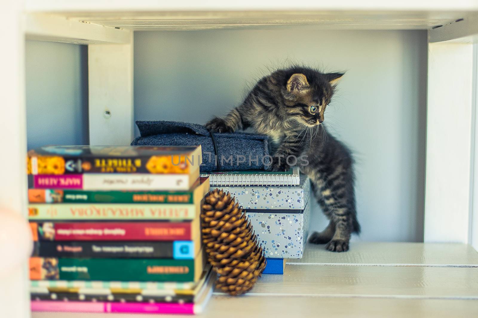 gray striped kitten stands on a bookshelf with a fir cone