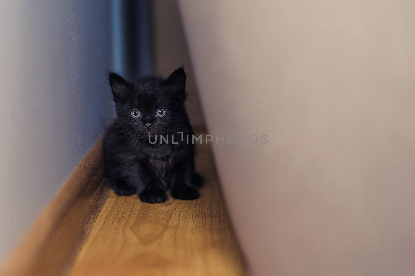 little black kitten hid behind an armchair