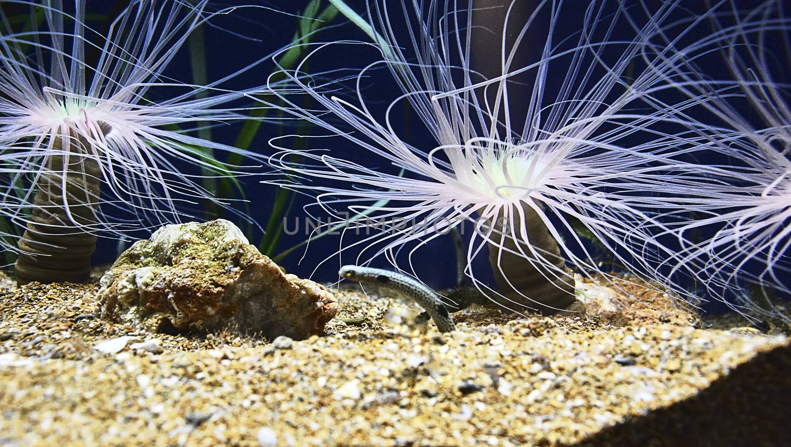 Garden eel surrounded by anemones, colorful, rocks, sand